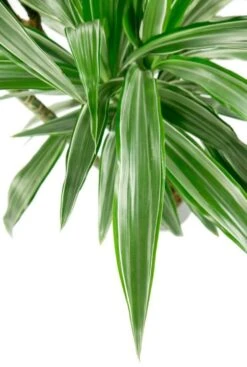 Dracaena Warneckei - Drakenbloedboom -Planten Series dracaena warneckei drakenbloedboom