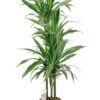 Dracaena Warneckei - Drakenbloedboom 1 Dracaena Warneckei - Drakenbloedboom -Planten Series dracaena warneckei kamerplant 2