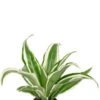 Dracaena White Jewel - Stekje -Planten Series dracaena white