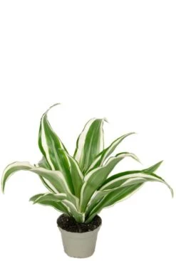 Dracaena White Jewel - Stekje