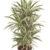 Dracaena White Stripe - Drakenbloedboom -Planten Series dracaena white stripe