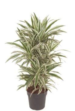 Dracaena White Stripe - Drakenbloedboom