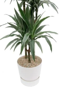 Dracaena Warneckei In Elho Greenville Pot -Planten Series drakenbloedboom in witte greenville pot