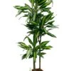 Dracaena Cintho - Drakenbloedboom -Planten Series drcin0963