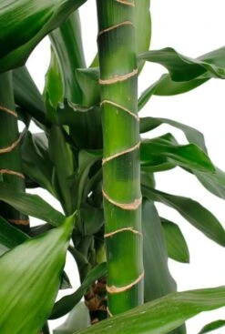 Planten Series 20 Planten Series -Planten Series drjli120car 2 4