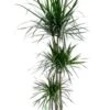Dracaena Marginata - Drakenbloedboom -Planten Series drmar0963