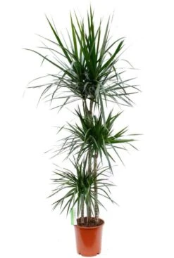 Dracaena Marginata - Drakenbloedboom