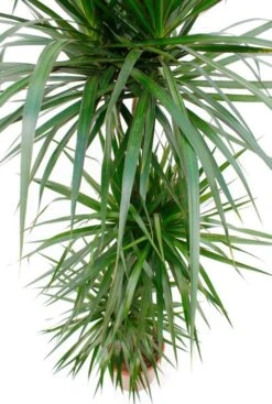 Dracaena Marginata - Drakenbloedboom -Planten Series drmar0963 4