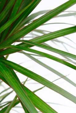 Dracaena In Pot -Planten Series drmar120car 4 5