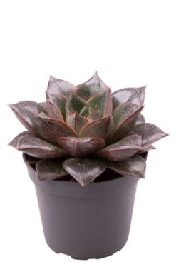Echeveria Purpusorum - Stekje