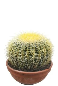 Echinocactus Grusonii - Schoonmoederstoel