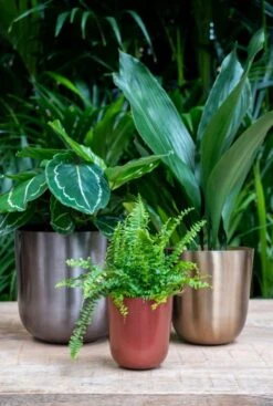 TS Collection Mayk Pot