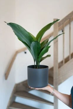 Elho B. For Soft Pot - Antraciet -Planten Series elho b for soft pot 1