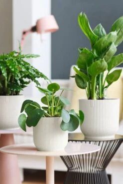 Elho Vibes Fold Pot - Wit -Planten Series elho potten kamerplant 2 4