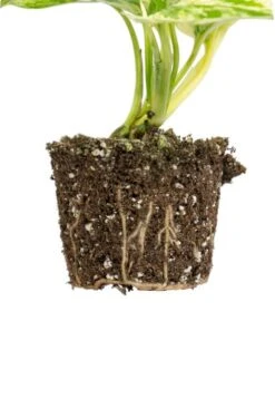 Epipremnum Pinnatum Marble Queen - Stekje -Planten Series epipremnum pinnatum marble queen wortels