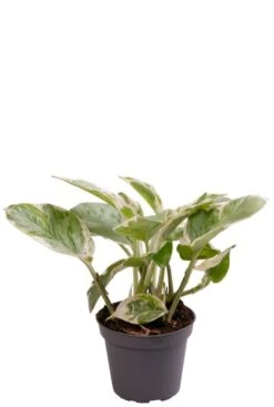 Epipremnum Aureum Njoy - Stekje