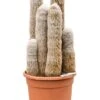 Espostoa Melanostele - Zuilcactus -Planten Series espostoa melanostele cactus