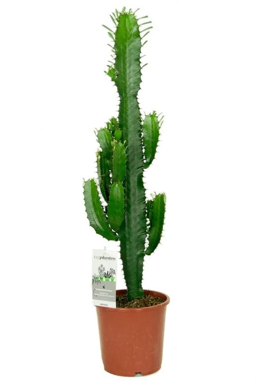 Euphorbia Acruensis - Wolfsmelk