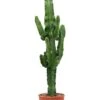 Euphorbia Erytrea - Wolfsmelk -Planten Series euphorbia erytrea cactus 3