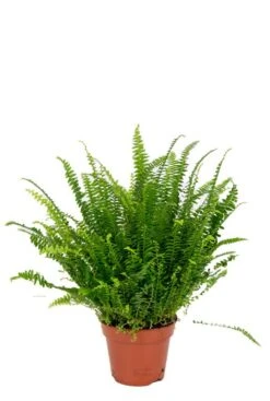 Nephrolepis Green Lady - Krulvaren -Planten Series farn grune zimmerpflanze