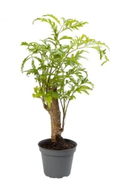 Aralia Fruticosa - Stekje