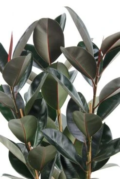 Ficus Elastica Abidjan - Rubberplant -Planten Series ficabi27110 1