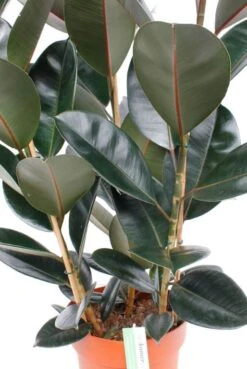Ficus Elastica Abidjan - Rubberplant -Planten Series ficabi27110 5