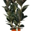Ficus Elastica Abidjan - Rubberplant -Planten Series ficabi27110 2