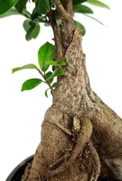 Ficus Micr. Ginseng - Rubberboom 7 Ficus Micr. Ginseng - Rubberboom -Planten Series ficus ginseng stam