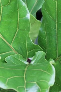 Ficus Lyrata - Tabaksplant 5 Ficus Lyrata - Tabaksplant -Planten Series ficus lyrata tabaksboom 1 2 3