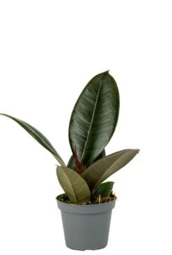 Ficus Robusta - Stekje