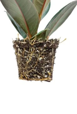 Ficus Robusta - Stekje -Planten Series ficus robusta stekje wortels