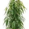 Ficus Alii - Rubberboom -Planten Series ficus alii kamerplant