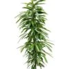Ficus Amstel King - Rubberboom -Planten Series ficus amstel king hydrocultuur