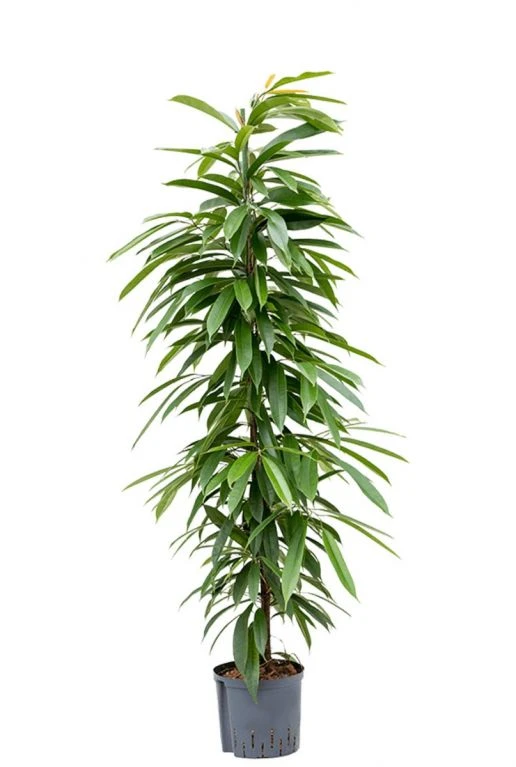 Ficus Amstel King - Rubberboom