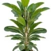 Ficus Benghalensis Roy - Rubberboom