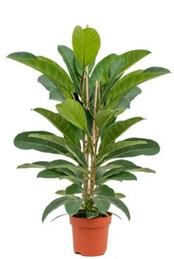 Ficus Benghalensis Roy - Rubberboom