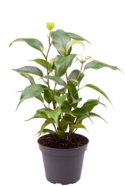 Ficus Benjamina Natasja - Stekje