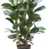 Ficus Robusta - Rubberplant -Planten Series ficus elastica robusta 2