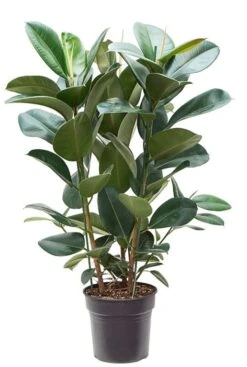 Ficus Robusta - Rubberplant