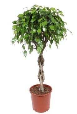 Ficus Exotica