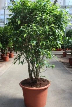 Ficus Exotica - Rubberboom