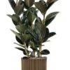 Ficus Elastica In Pot -Planten Series ficus is gouden capi pot