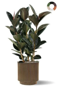 Ficus Elastica In Pot