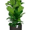 Ficus Lyrata In Capi -Planten Series ficus lyrata 1