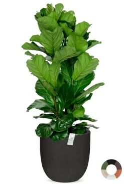 Ficus Lyrata In Capi