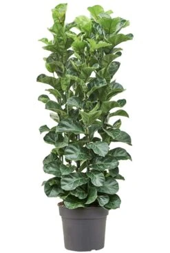 Ficus Lyrata Bambino