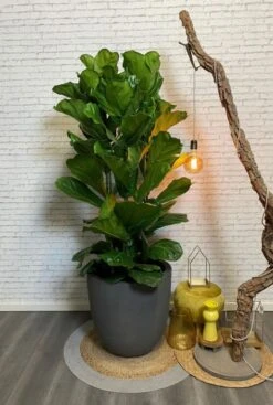 Ficus Lyrata In Capi -Planten Series ficus lyrata in bloempot 1