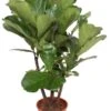 Ficus Lyrata - Tabaksplant -Planten Series ficus lyrata plant 3