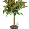 Ficus Melany - Rubberboom -Planten Series ficus melany kamerplant op stam